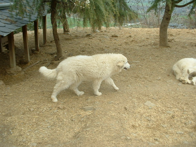 Perro de Montana del Pirineo