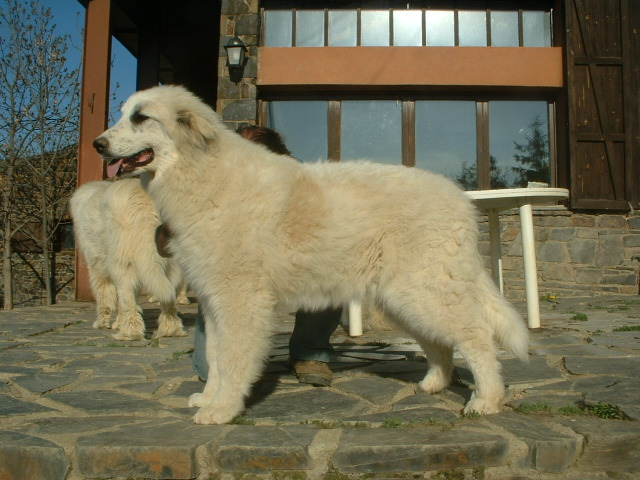 Perro de Montana del Pirineo