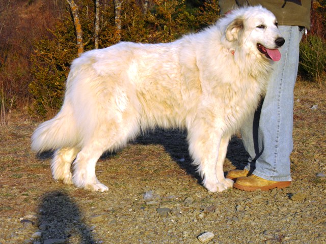 Perro de Montana del Pirineo