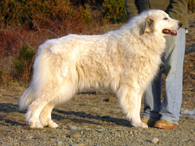 Perro de Montana del Pirineo