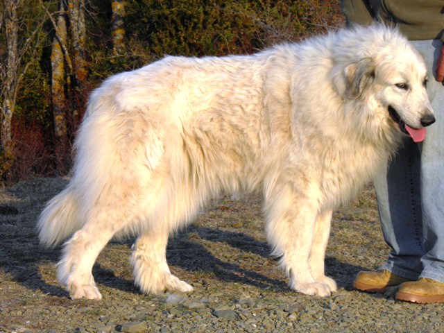 Perro de Montana del Pirineo