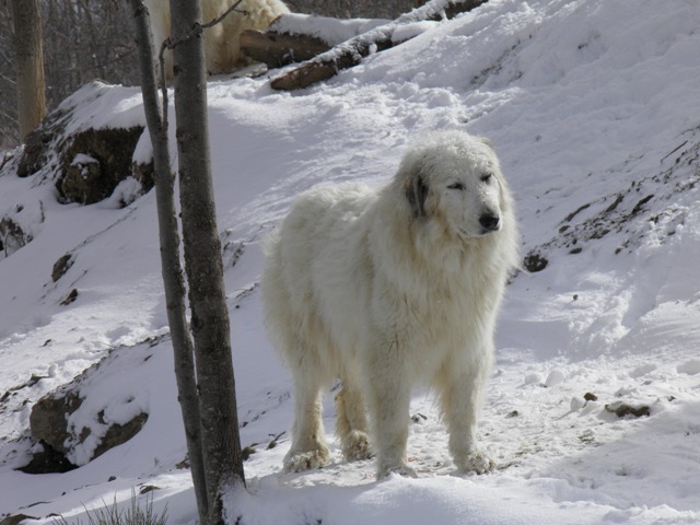 Perro de Montana del Pirineo