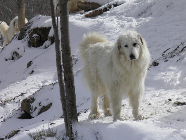 Perro de Montana del Pirineo