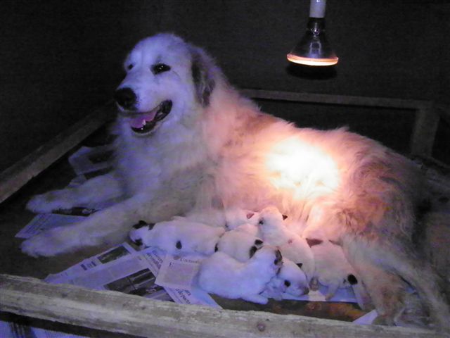 Perro de Montana del Pirineo