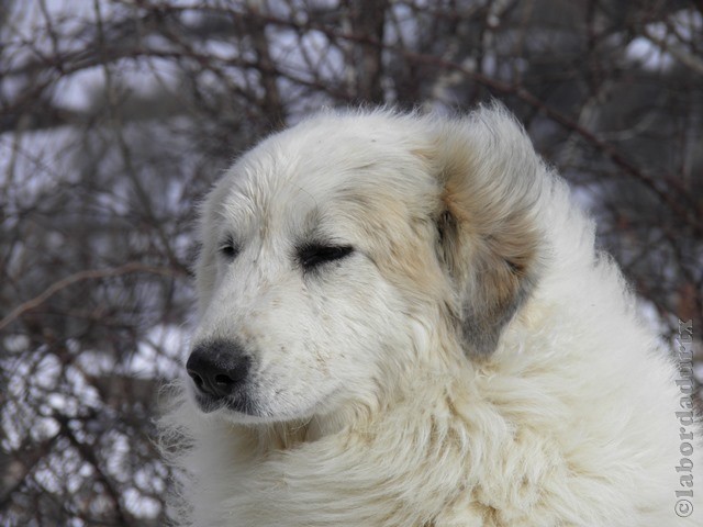 Perro de Montana del Pirineo