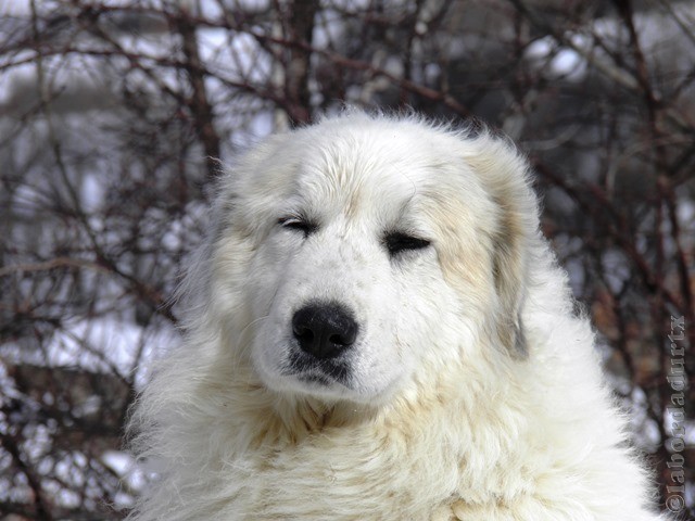 Perro de Montana del Pirineo