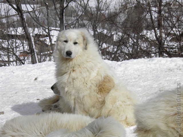 Perro de Montana del Pirineo