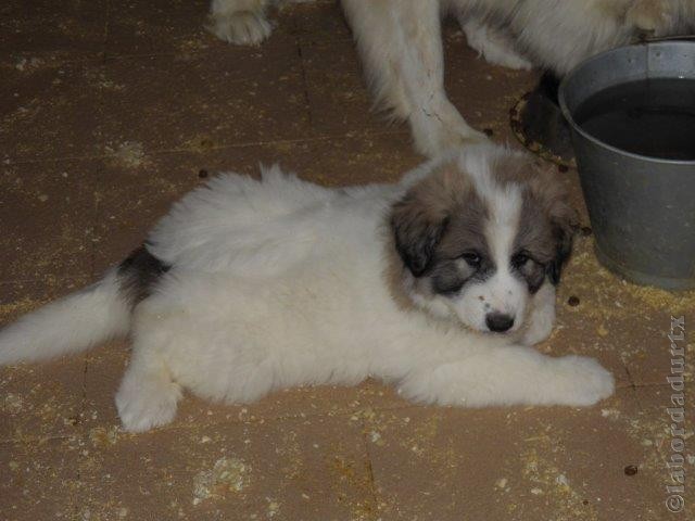 Perro de Montana del Pirineo