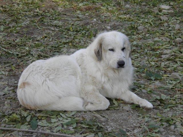 Perro de Montana del Pirineo