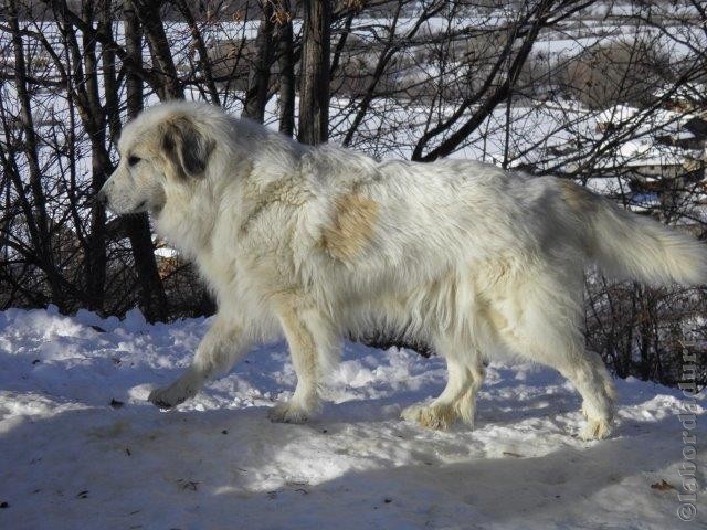 Perro de Montana del Pirineo