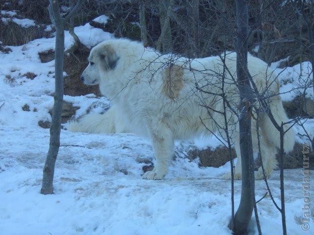 Perro de Montana del Pirineo