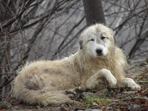 Perro de Montana del Pirineo