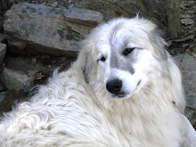 Perro de Montana del Pirineo