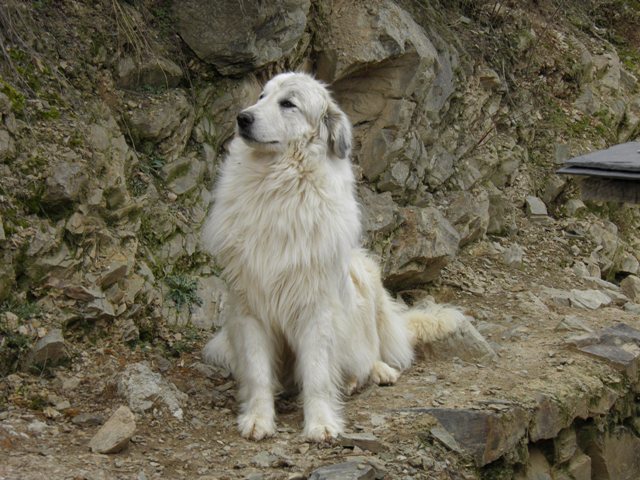 Perro de Montana del Pirineo