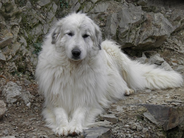 Perro de Montana del Pirineo