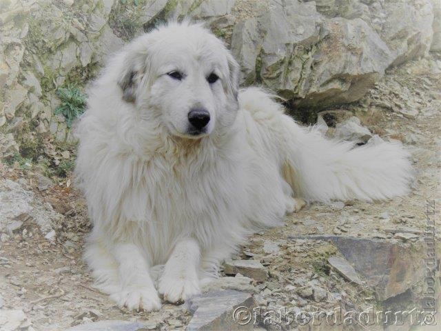 Perro de Montana del Pirineo