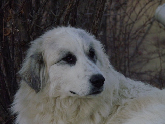 Perro de Montana del Pirineo