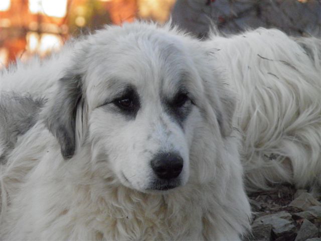 Perro de Montana del Pirineo