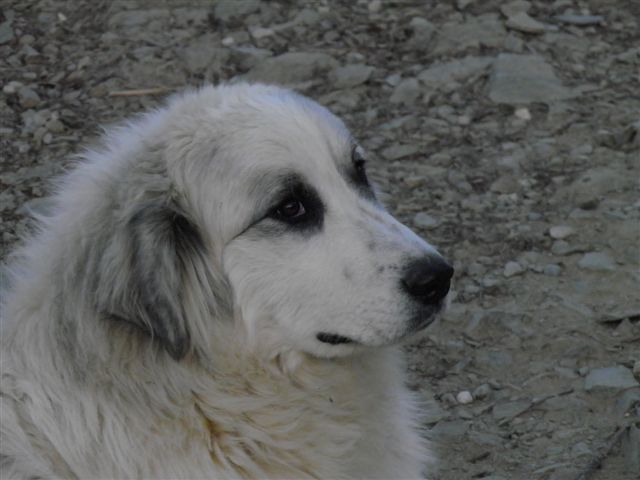 Perro de Montana del Pirineo