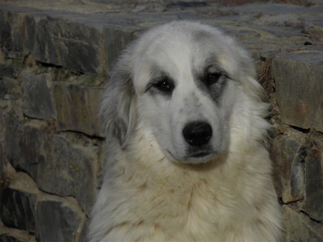 Perro de Montana del Pirineo