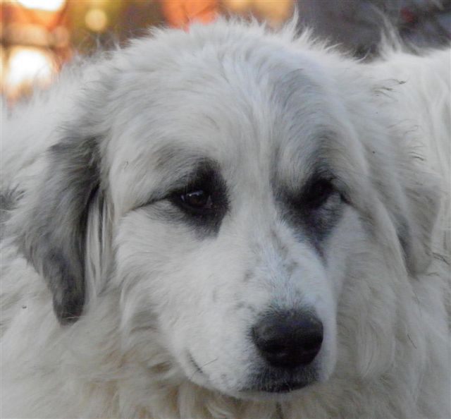 Perro de Montana del Pirineo