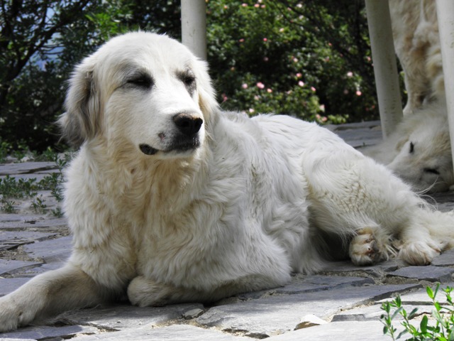 Perro de Montana del Pirineo