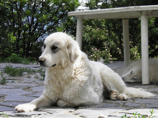 Perro de Montana del Pirineo