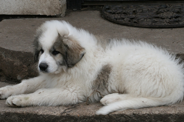 Perro de Montana del Pirineo