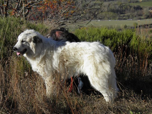 Perro de Montana del Pirineo