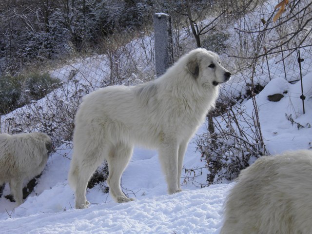 Perro de Montana del Pirineo