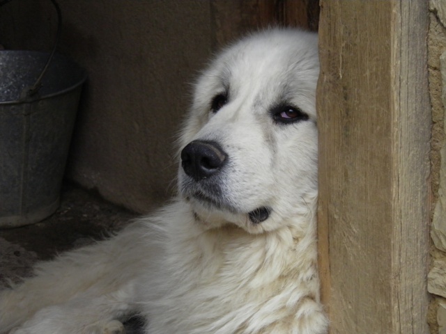 Perro de Montana del Pirineo