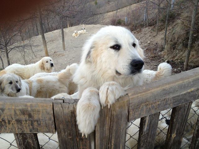 Perro de Montana del Pirineo