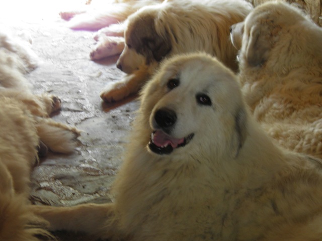 Perro de Montana del Pirineo