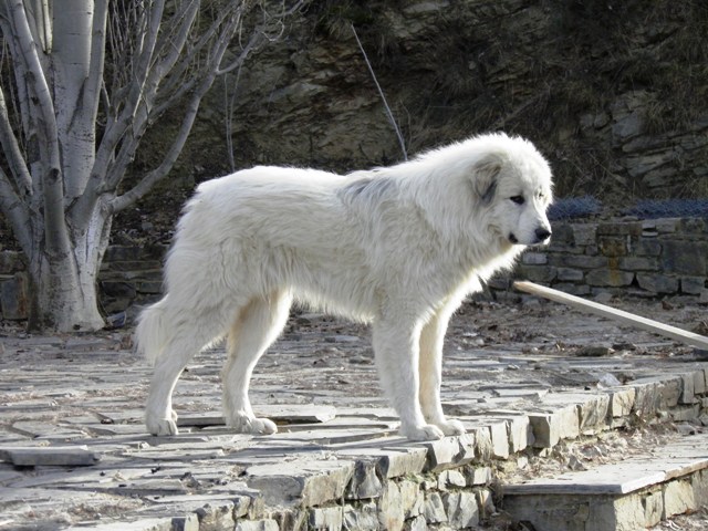 Perro de Montana del Pirineo