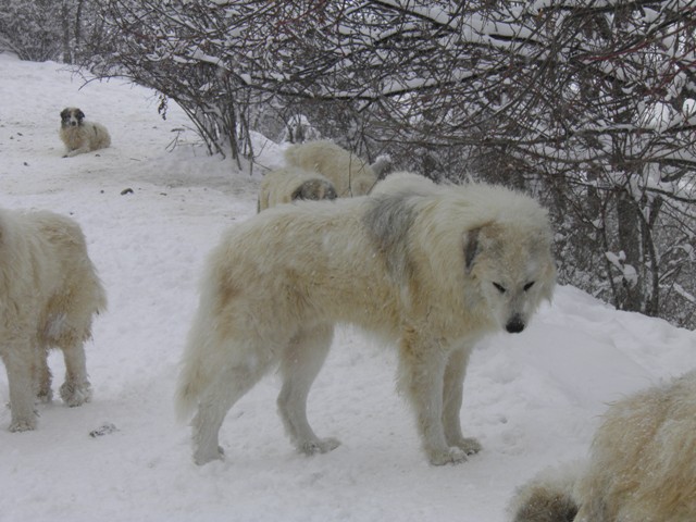 Perro de Montana del Pirineo