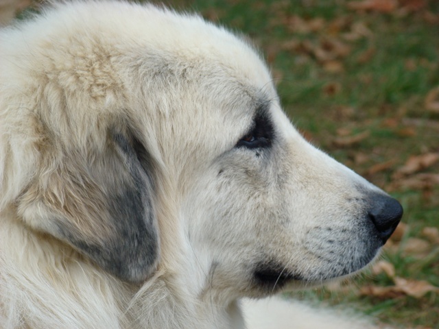 Perro de Montana del Pirineo