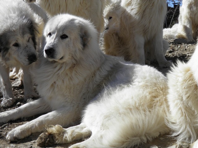 Perro de Montana del Pirineo