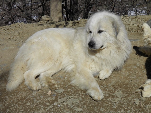 Perro de Montana del Pirineo