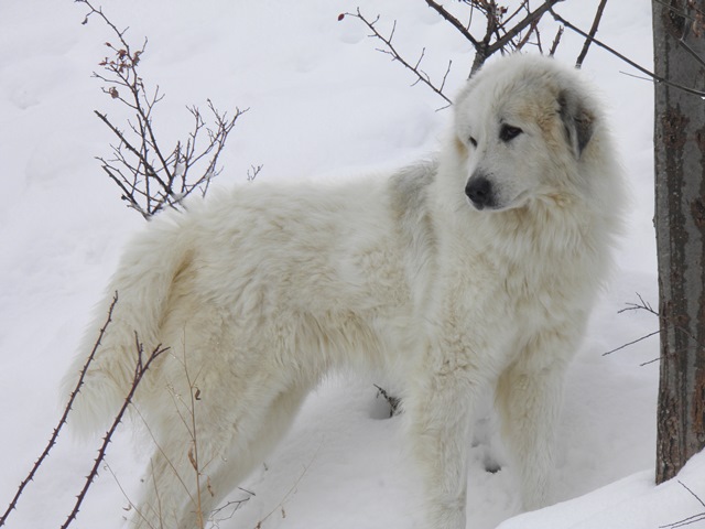 Perro de Montana del Pirineo