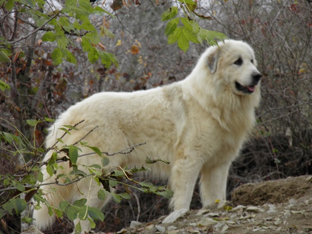 Perro de Montana del Pirineo