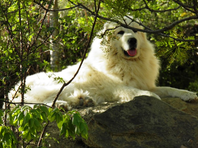 Perro de Montana del Pirineo