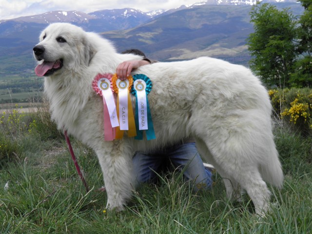 Perro de Montana del Pirineo