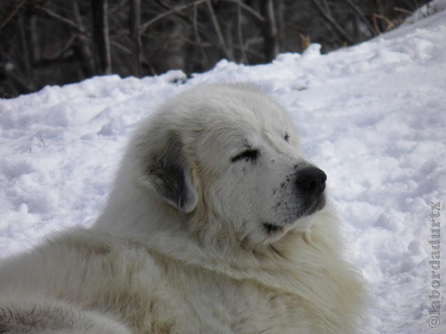 Perro de Montana del Pirineo