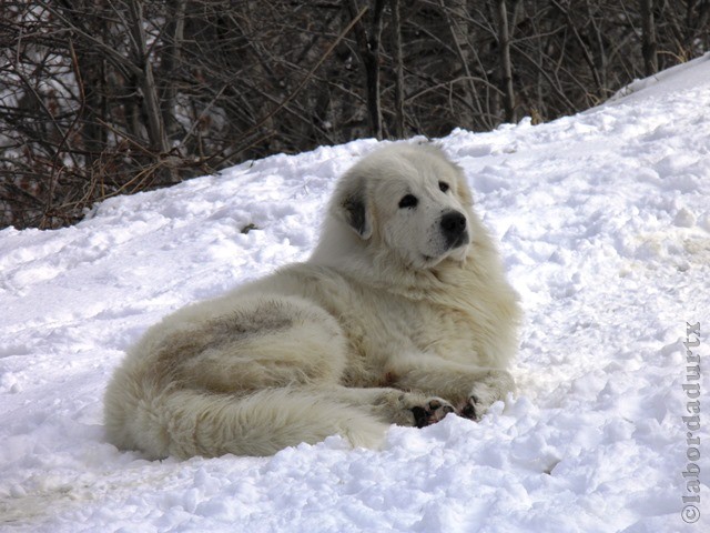 Perro de Montana del Pirineo