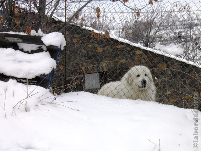 Perro de Montana del Pirineo