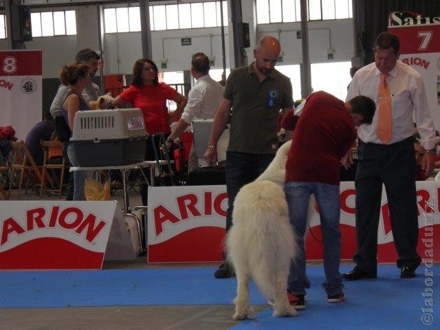 Perro de Montana del Pirineo