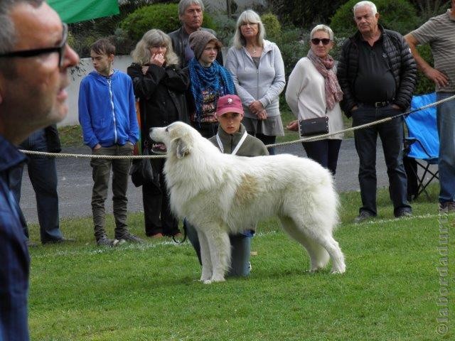 Perro de Montana del Pirineo