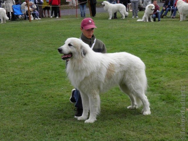 Perro de Montana del Pirineo