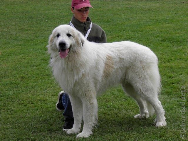 Perro de Montana del Pirineo