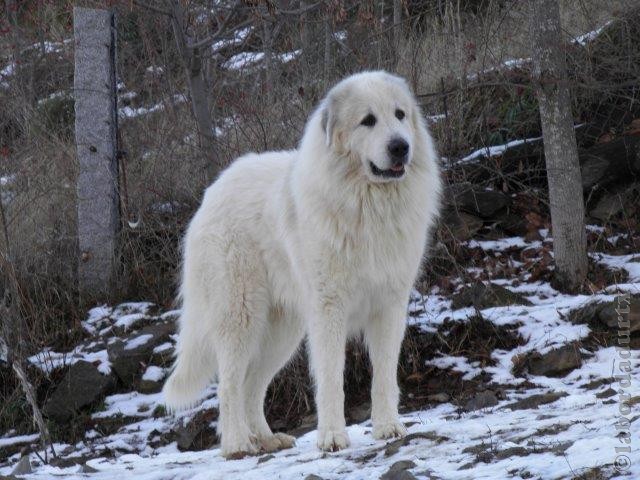 Perro de Montana del Pirineo